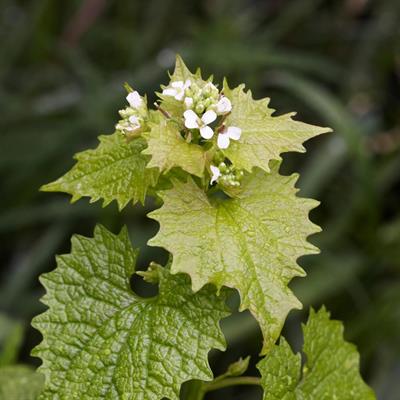 Garlic Mustard (Alliaria petiolata) plant in nature